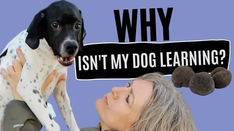 Why isn't my dog learning
