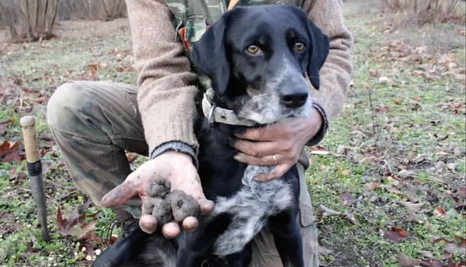 truffle hunter and dog find black winter truffles