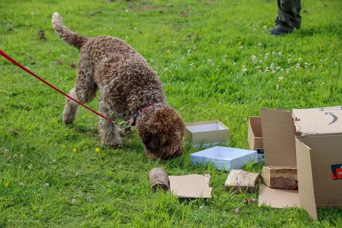 a lagotto involved in scentwork at a dog training workshop during a Truffle Discovery Day