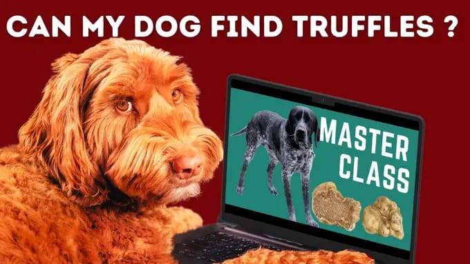 online truffle dog training - the dog is on the laptop doing a lesson