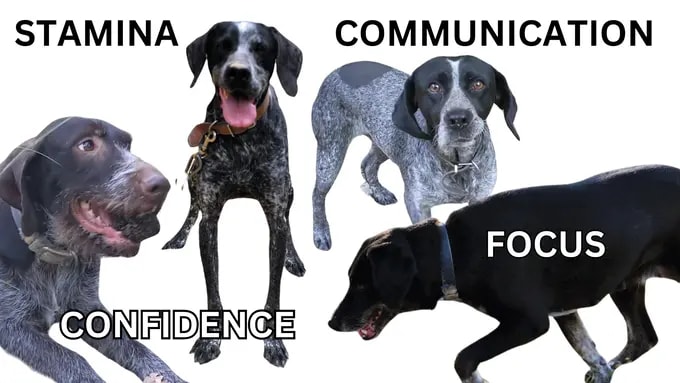 Train Your Truffle Dog With Us