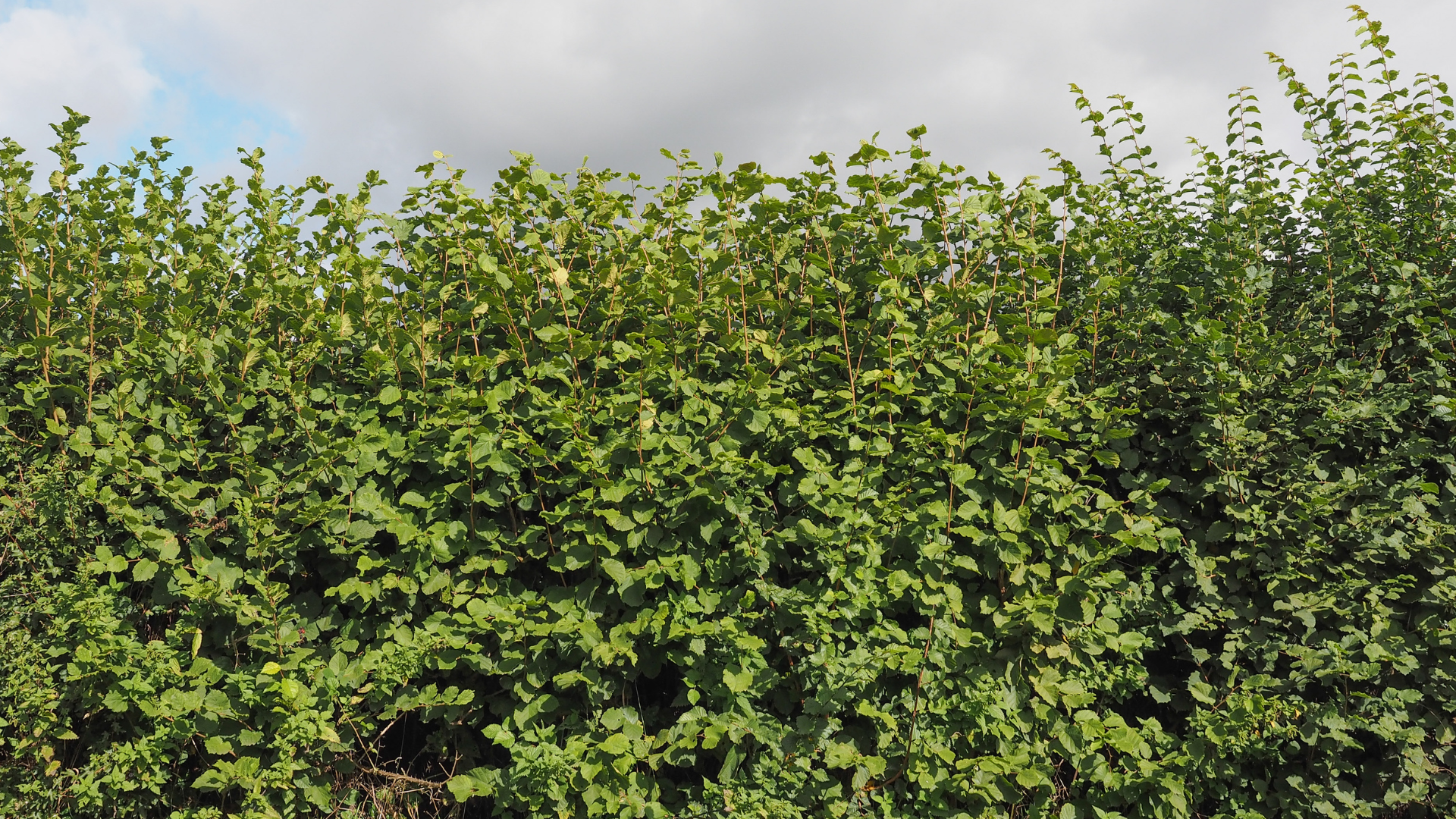 abandoned hazel orchard reclaimed as