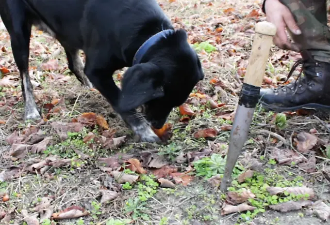 trained truffle dog searching for truffles on cultivation