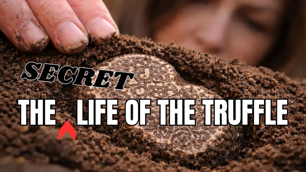 The Secret Life of the Truffle- Video