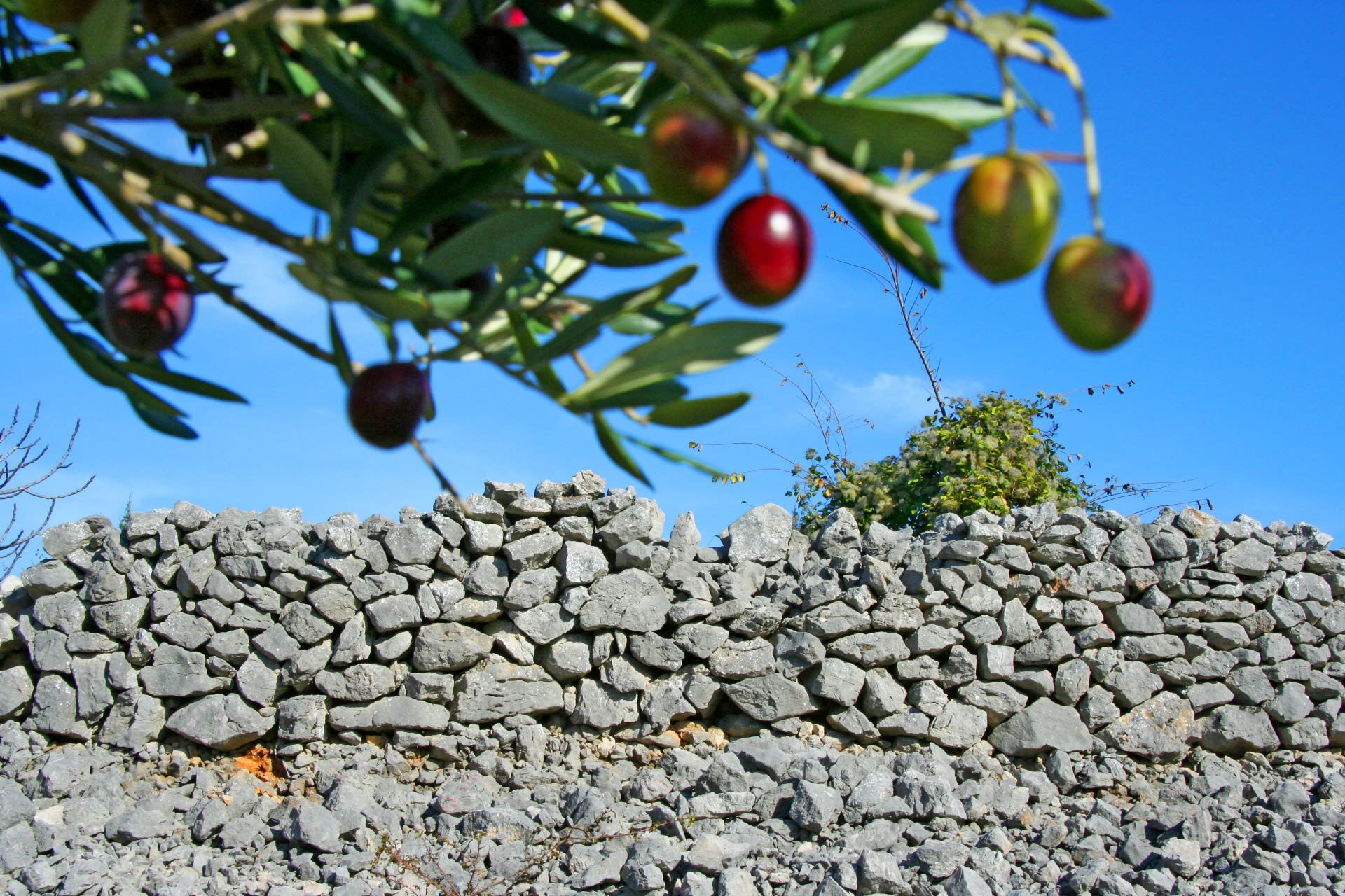 Dry stone wall and olives near town of Punat, on the island of Krk