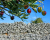 Dry stone wall and olives near town of Punat, on the island of Krk