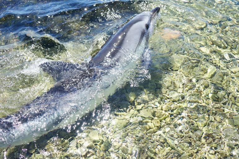 Stiped dolphin in Adriatic Sea at the shores of the Pelješac Island