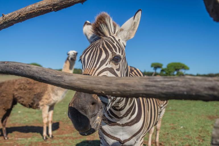 brijuni park safari