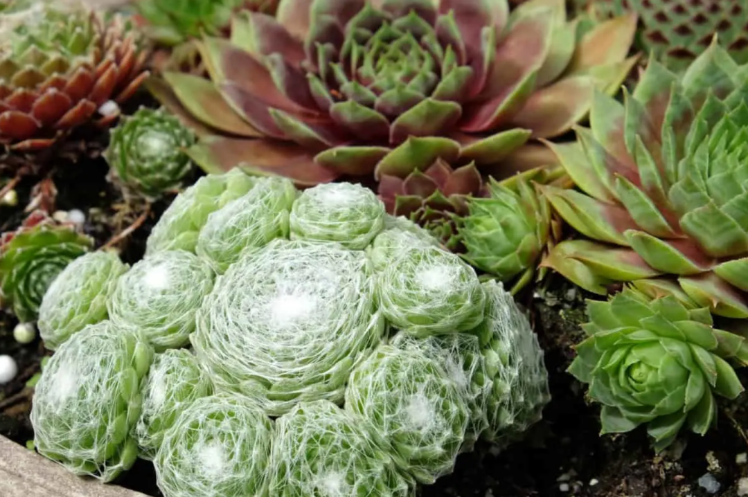 Hen and Chicks