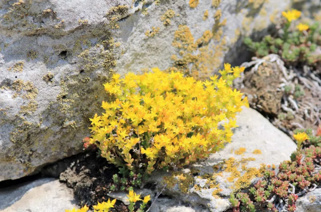 Stonecrop