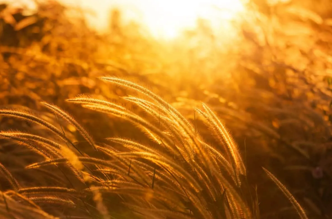 Fountain Grass