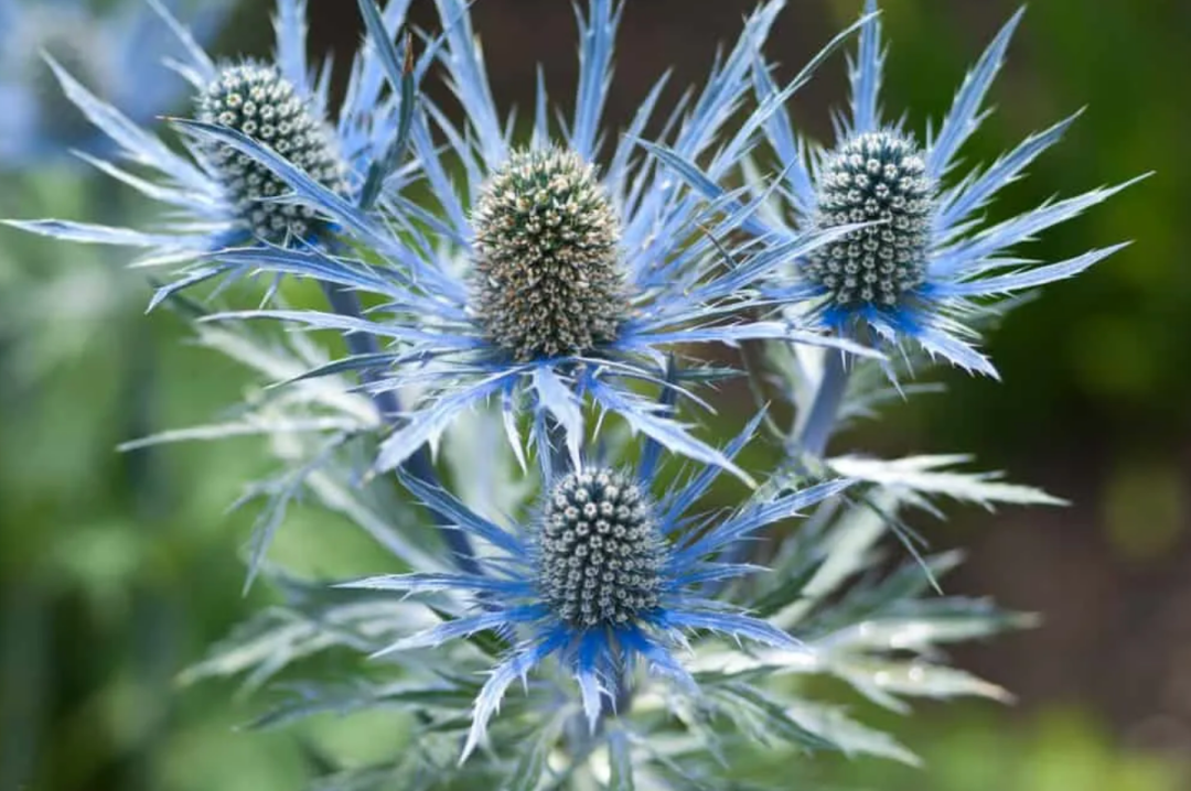 Sea Holly