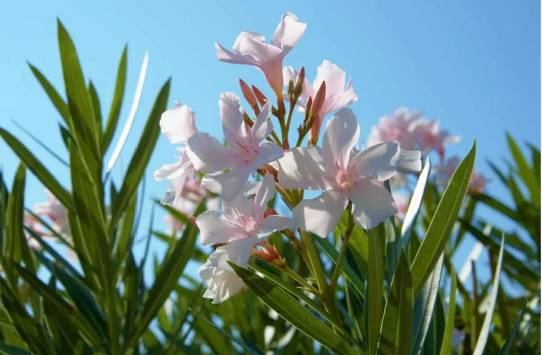 Oleander 