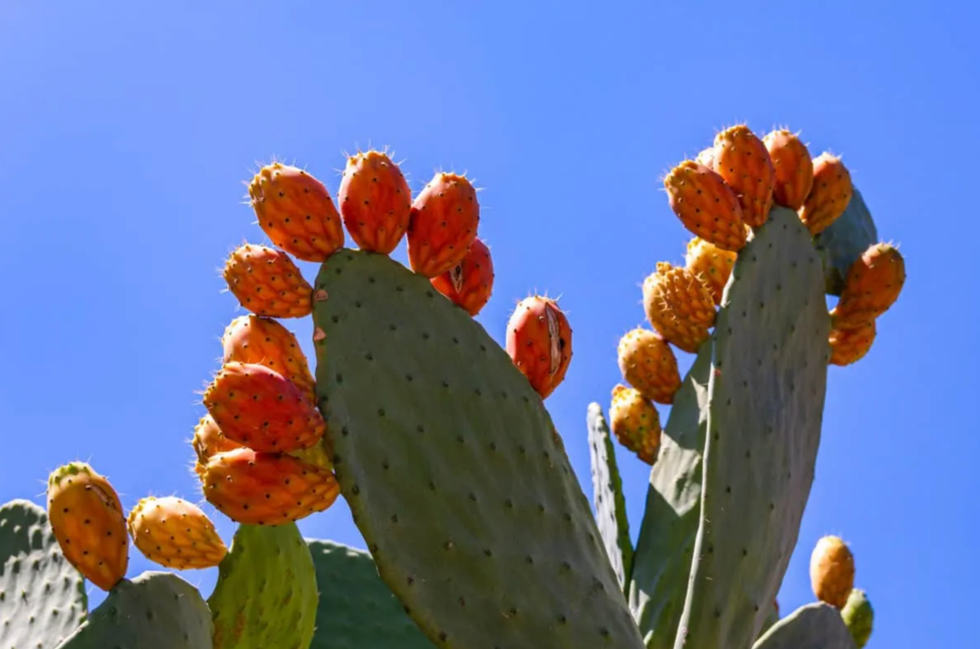 Prickly Pear