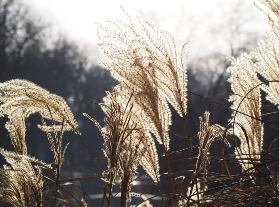 Feather Reed Grass