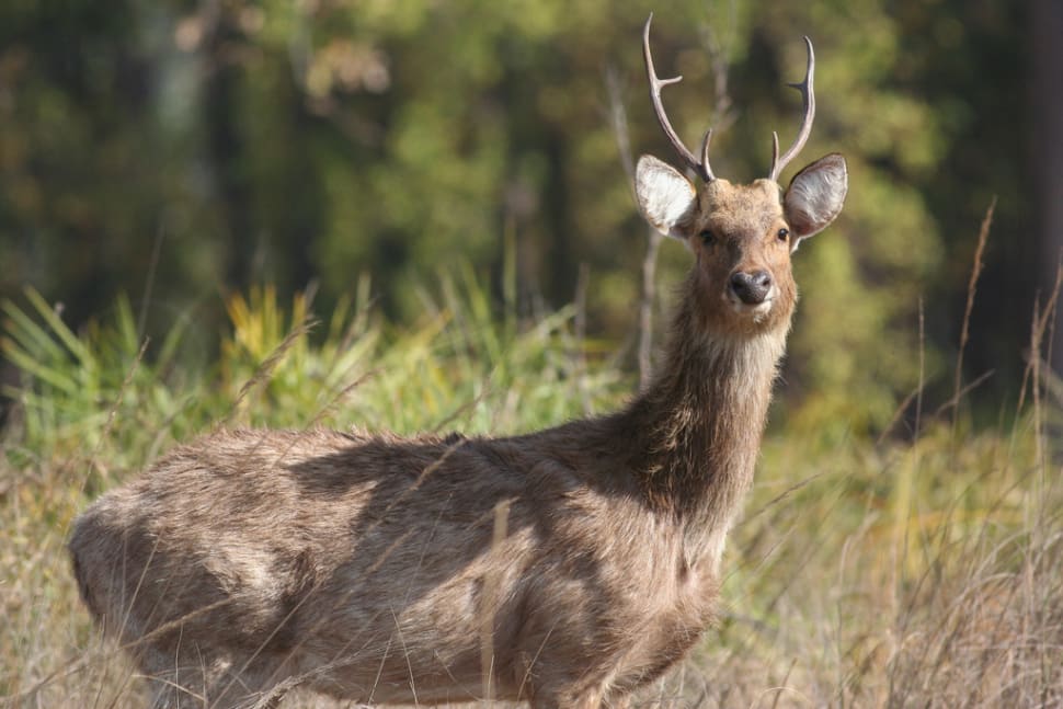 Barasingha (Swamp Deer) in India - Best Time