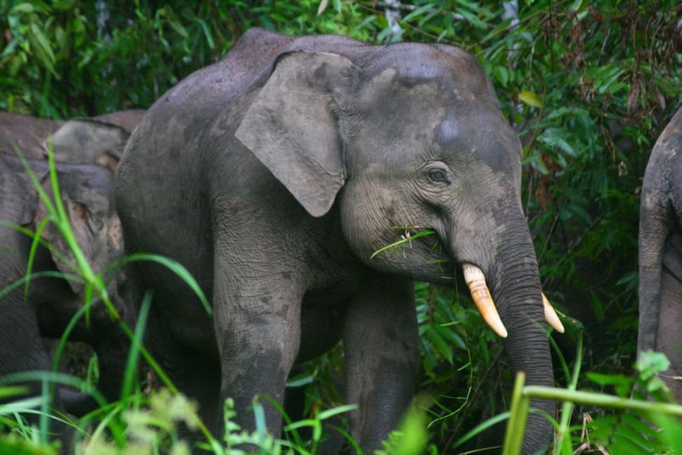 Best Time to See Pygmy Elephants in Malaysia 2018 Rove.me