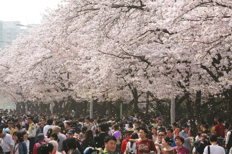 Hangang Yeouido Spring Flower Festival in Seoul - Best Time