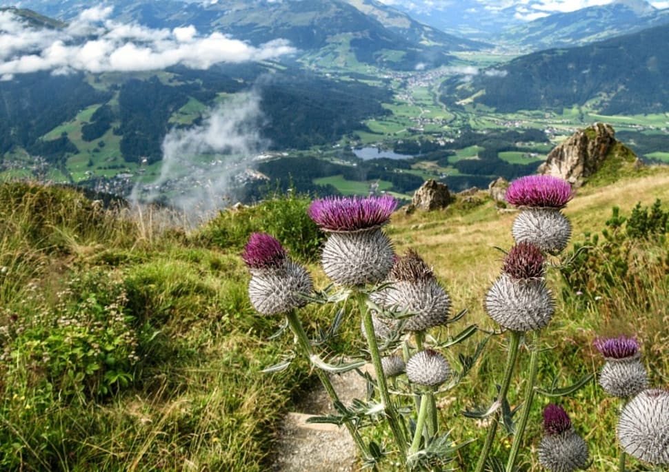 Best Time to See Alpine Flower Garden Kitzbüheler Horn in Austria 2018