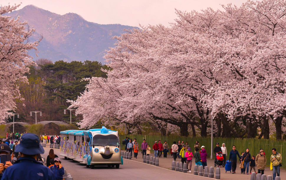 Best Time for Hangang Yeouido Spring Flower Festival in Seoul 2018