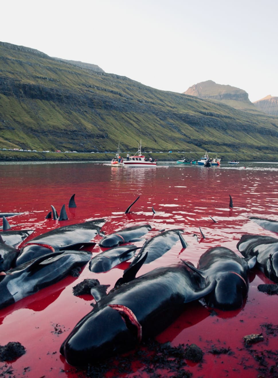 Best time for Tradition or Savagery? GrindadrÃ¡p! in Faroe Islands