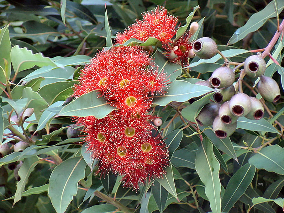 Best Time for The Red Flowering Gum in San Francisco 2018 Rove.me