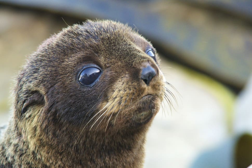 Best Time for Baby Fur Seals Watching in New Zealand 2018 Rove.me
