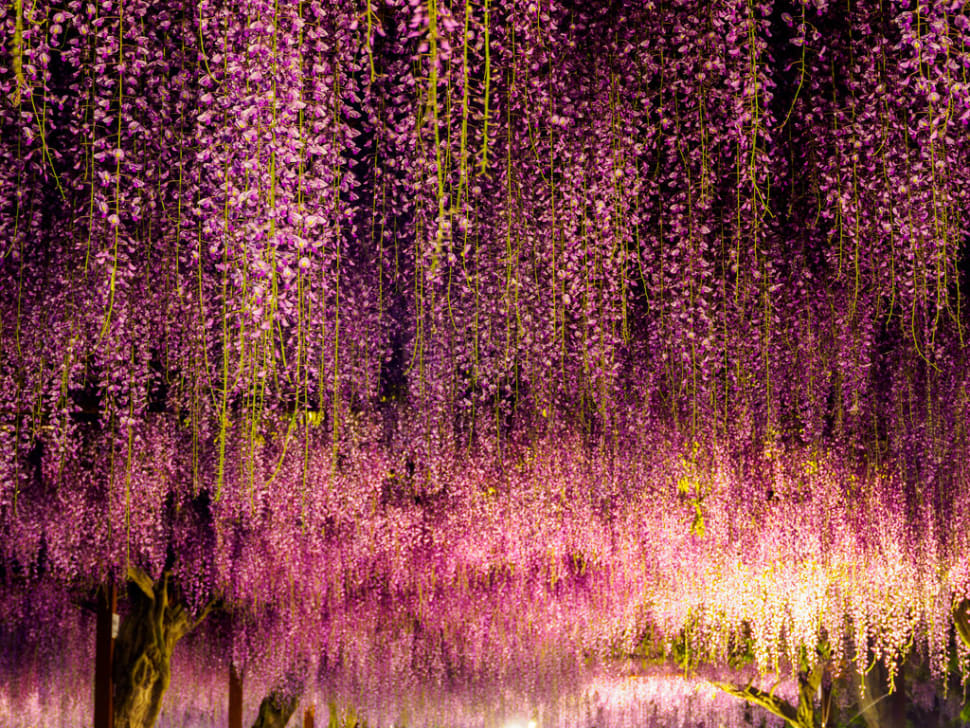 Best Time to See Wisteria Tunnels in Japan 2018 - When & Where to See