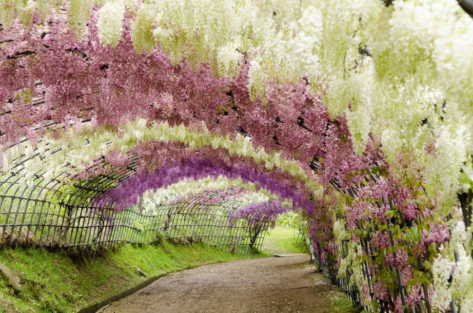 Best Time to See Wisteria Tunnels in Japan 2018 When & Where to See