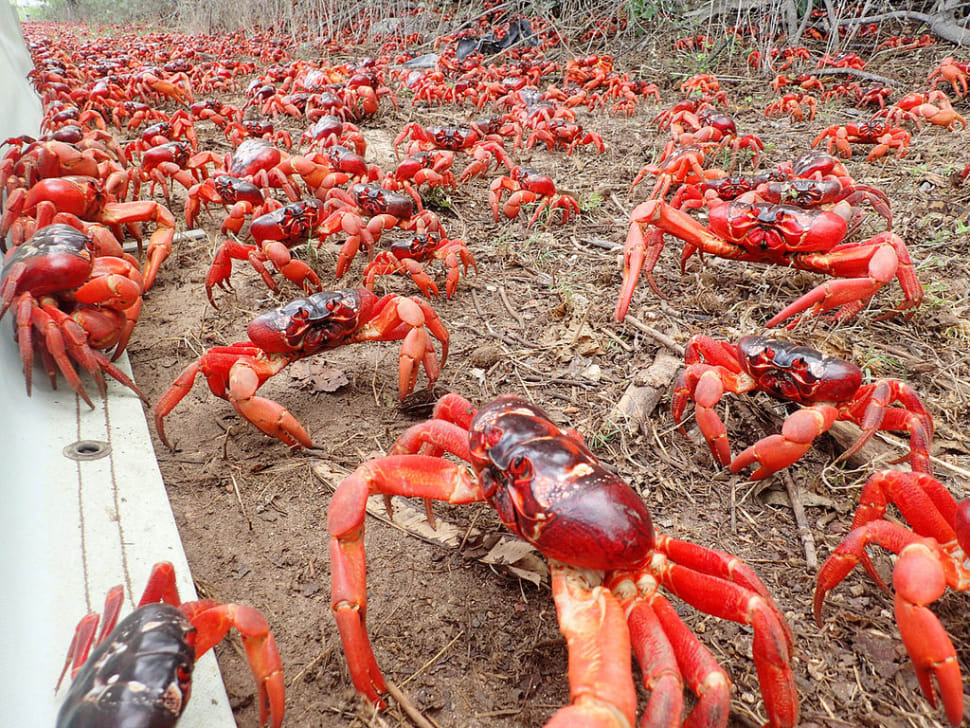 Best Time to See Red Crab Migration in Christmas Island 2018 Rove.me