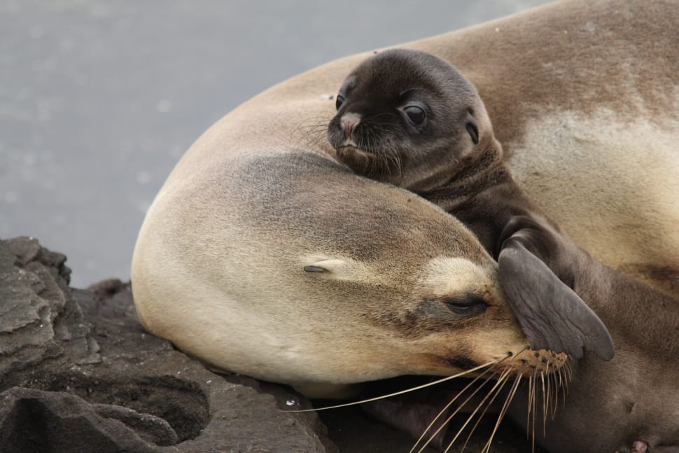 Best Time to See Baby Sea Lions in Galapagos Islands 2018 Rove.me