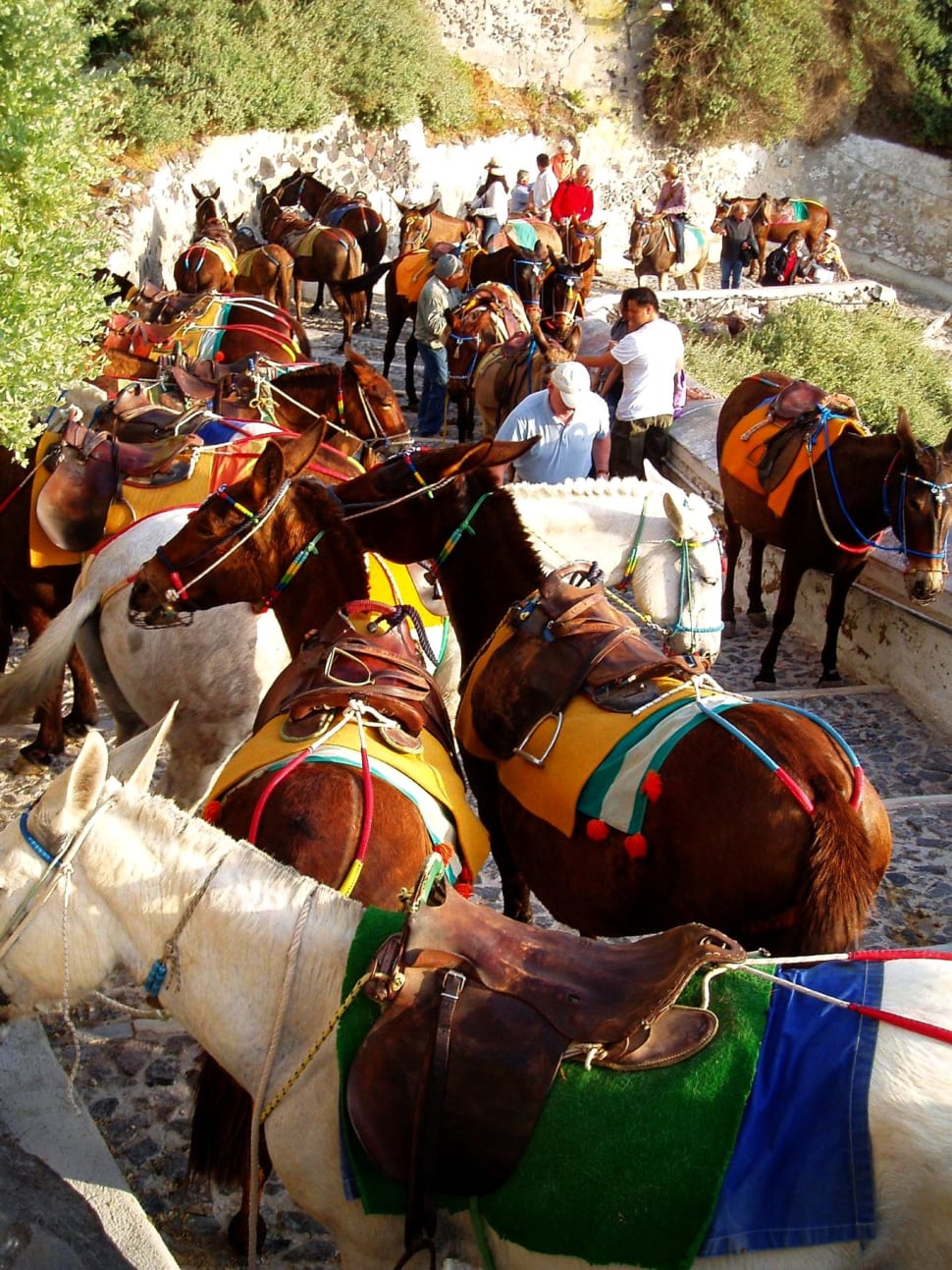 Best time for Donkey Ride in Santorini 2018 Best Season Rove.me