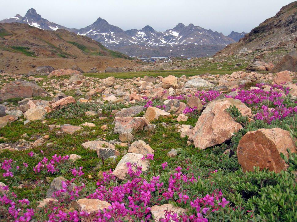 Best Time for Flower Valleys Blooming in Greenland 2018 Rove.me