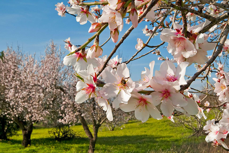 Best Time To See Almond Tree Blossom In Portugal 2018 Rove Me