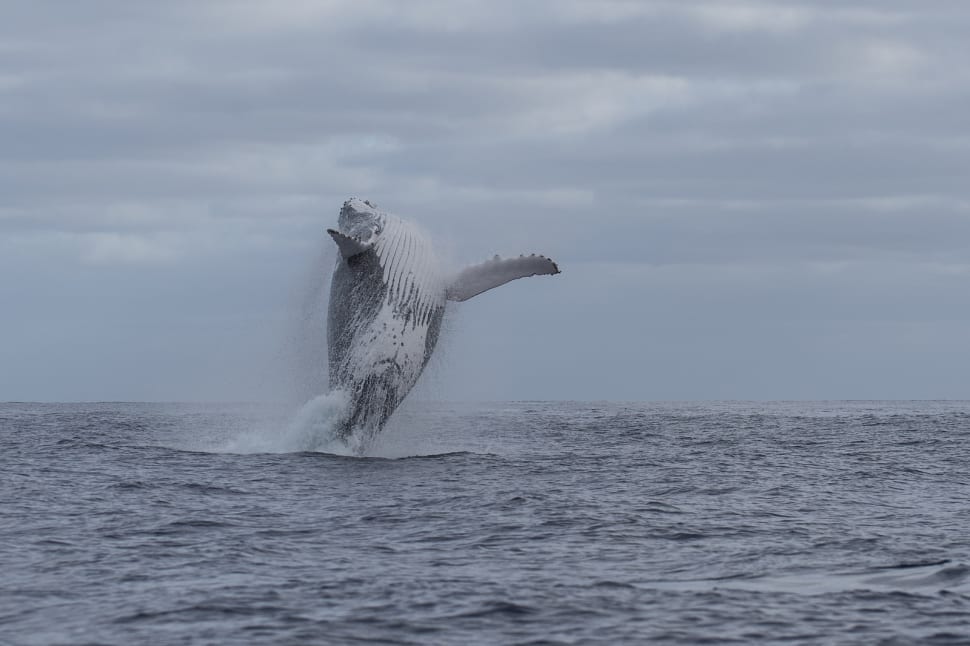 whale tour rarotonga