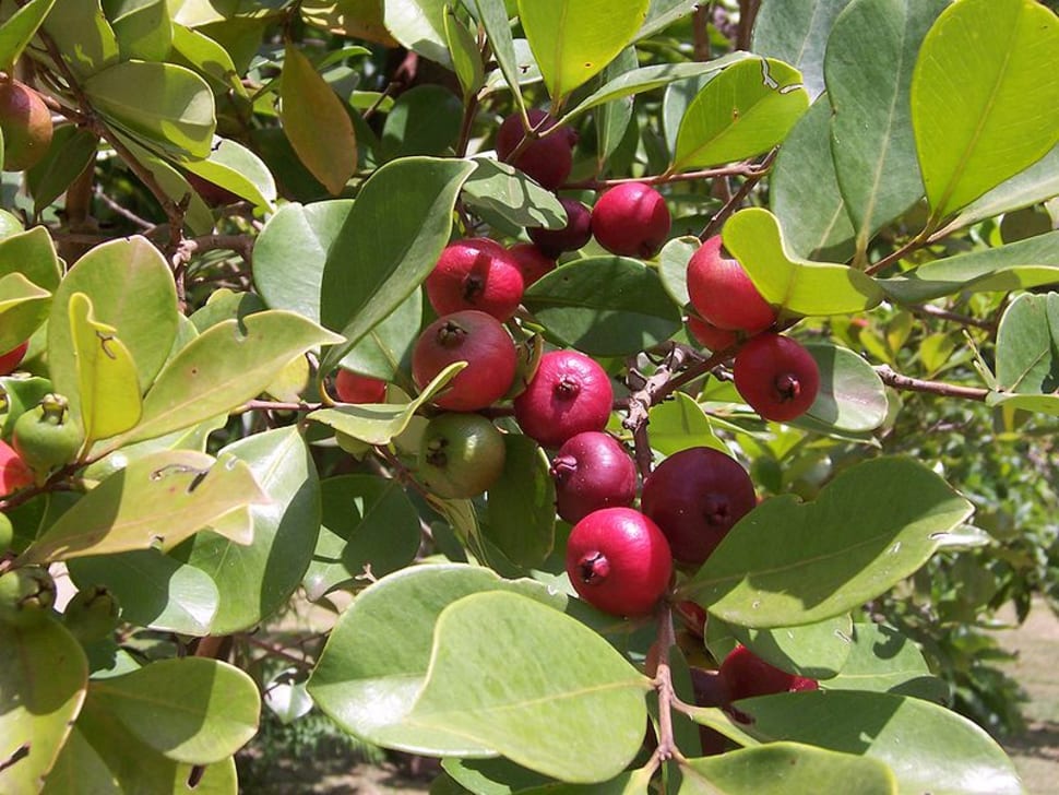 Chinese Guava Season in Mauritius 2018 – Rove.me