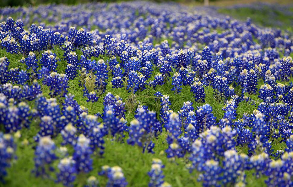 Best Time to See Bluebonnets Bloom in Texas 2018 - When ...