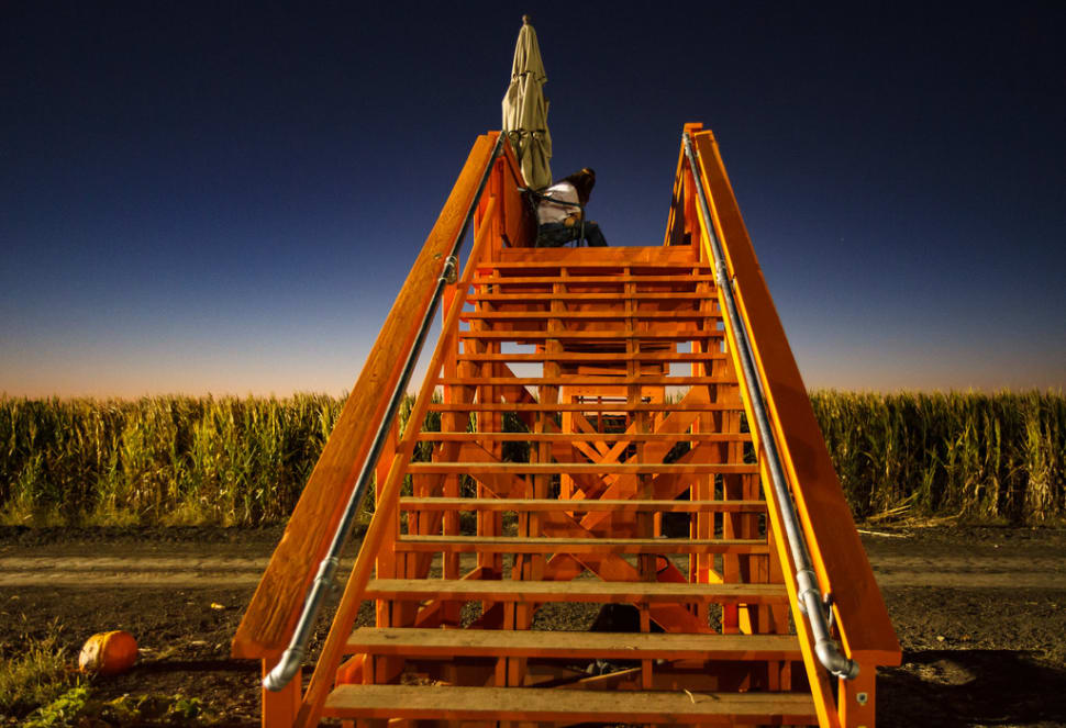 Best time for Cool Patch Pumpkins Corn Maze in California