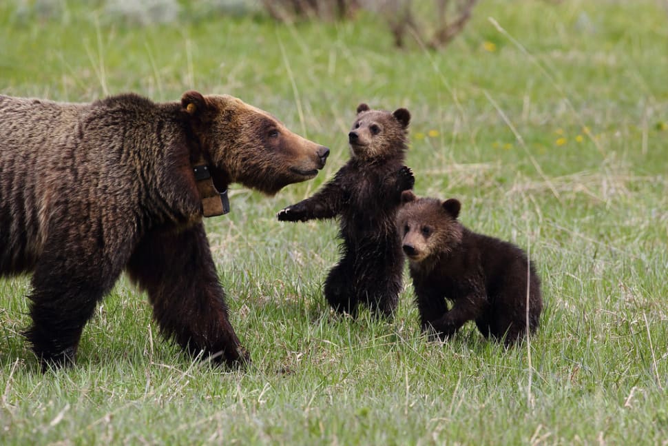 Best time to see grizzly bears in yellowstone national park 2018