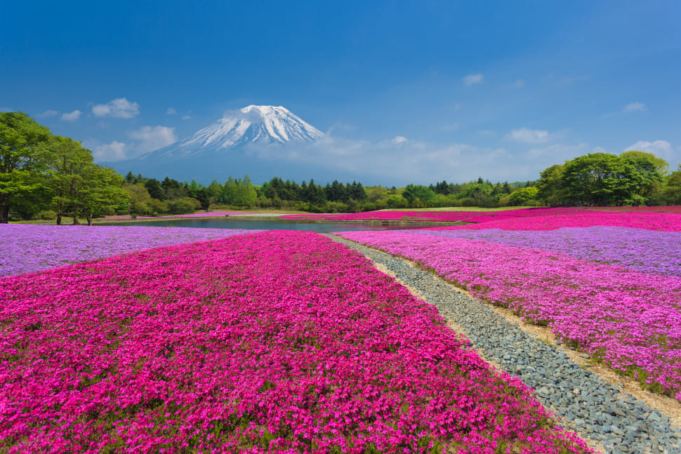 Fuji Shibazakura 2018 In Japan Dates Map