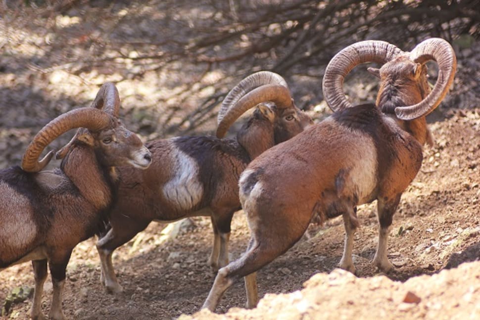 Best Time to See Cyprus Mouflon Wild Sheep 2018 When & Where to See
