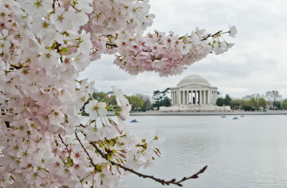 Best Time to See Cherry Blossoms in Washington, D.C. 2018 Rove.me
