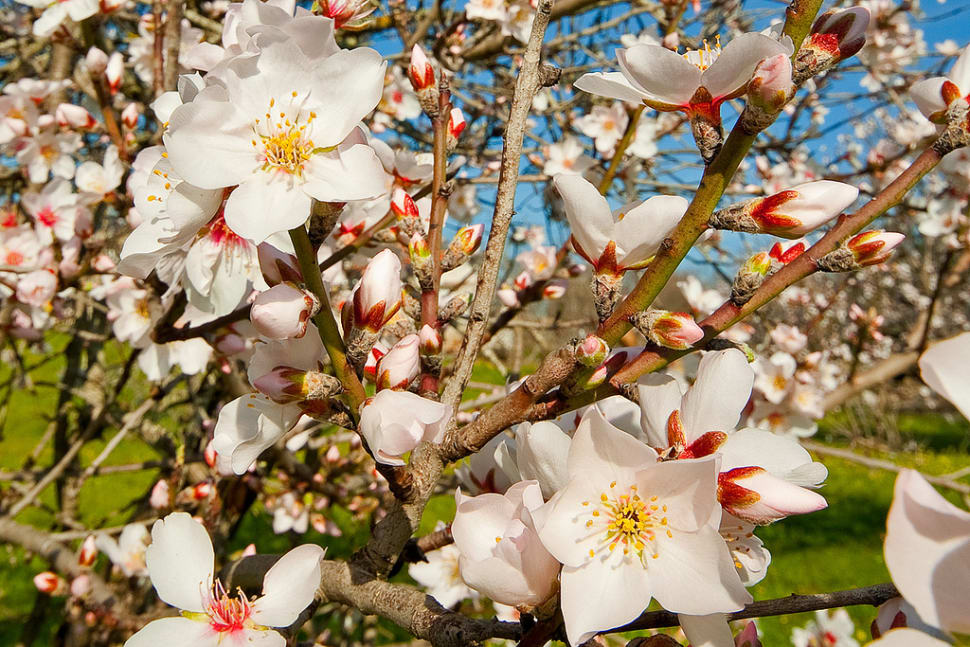 Best Time To See Almond Tree Blossom In Portugal 2018 Rove Me