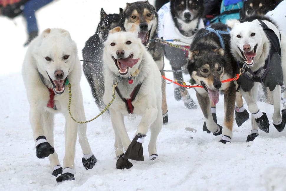 Iditarod Trail Sled Dog Race 2019 in Alaska Dates & Map