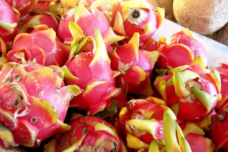 Dragon Fruit or Pitaya Season in Mexico 2018 Rove.me