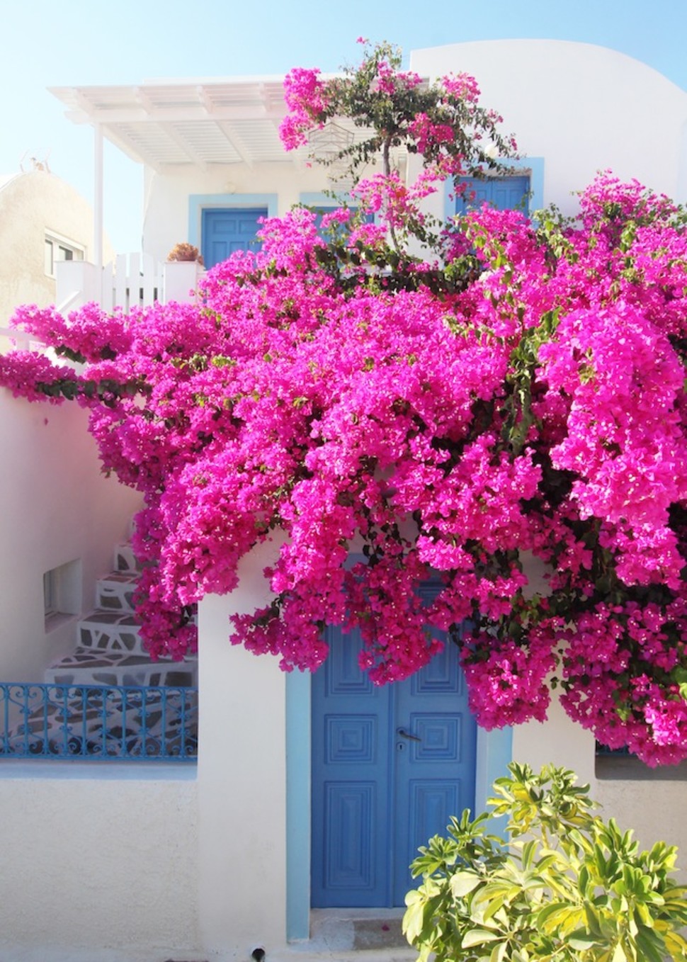 Fuchsia Bougainvillea Bloom, Santorini Rove.me