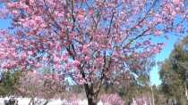 Festival dei fiore di ciliegio