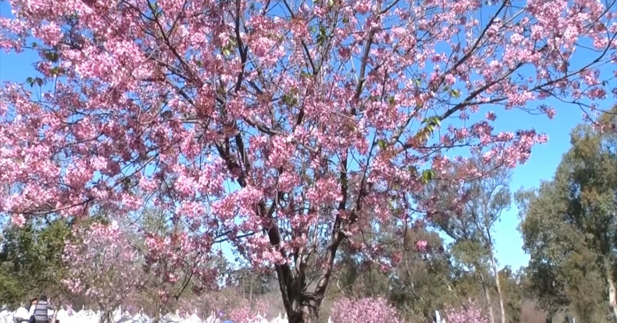 Cherry Blossom Festival 2023 in Huntington Beach, CA Dates