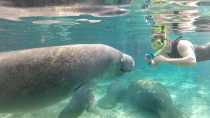 Swimming with Manatees