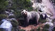 Observation des ours